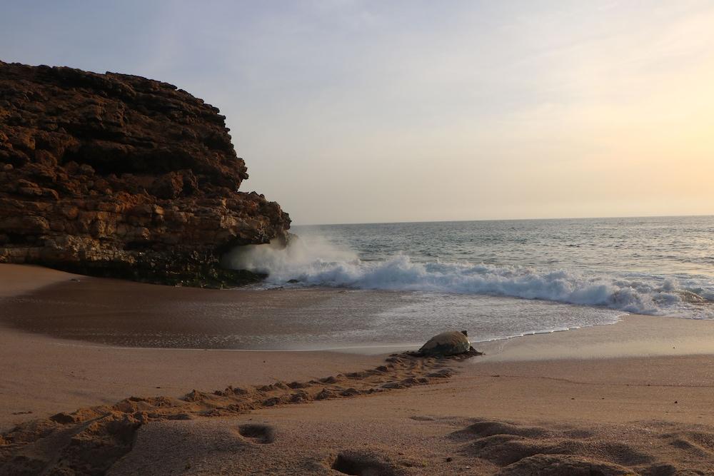 Ras Al Jinz Turtle Reserve Al Hadd Εξωτερικό φωτογραφία