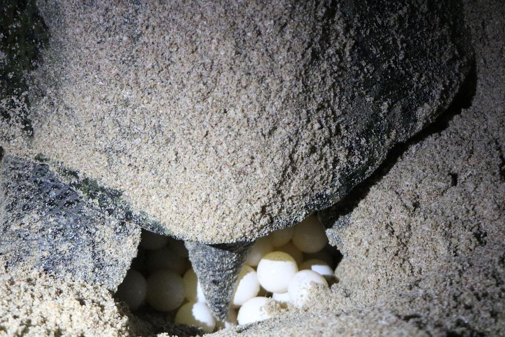 Ras Al Jinz Turtle Reserve Al Hadd Εξωτερικό φωτογραφία