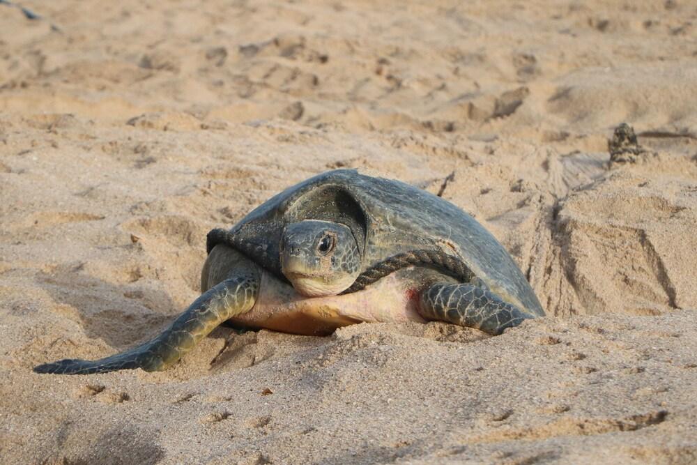 Ras Al Jinz Turtle Reserve Al Hadd Εξωτερικό φωτογραφία