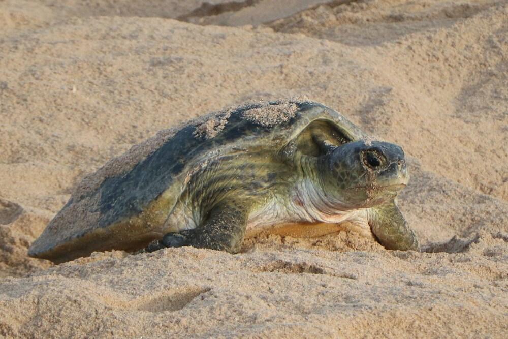 Ras Al Jinz Turtle Reserve Al Hadd Εξωτερικό φωτογραφία