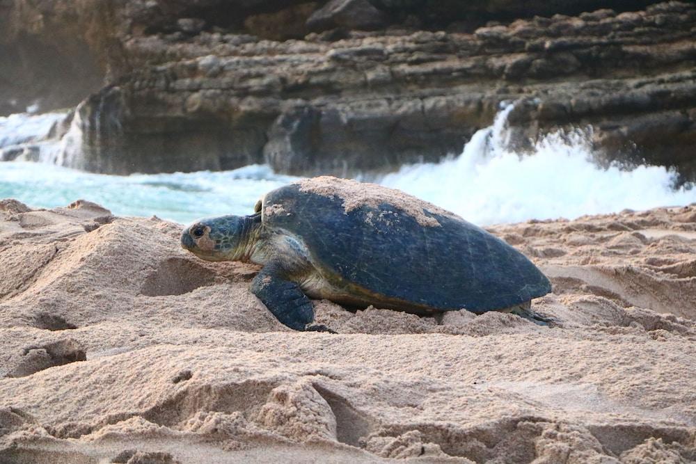 Ras Al Jinz Turtle Reserve Al Hadd Εξωτερικό φωτογραφία