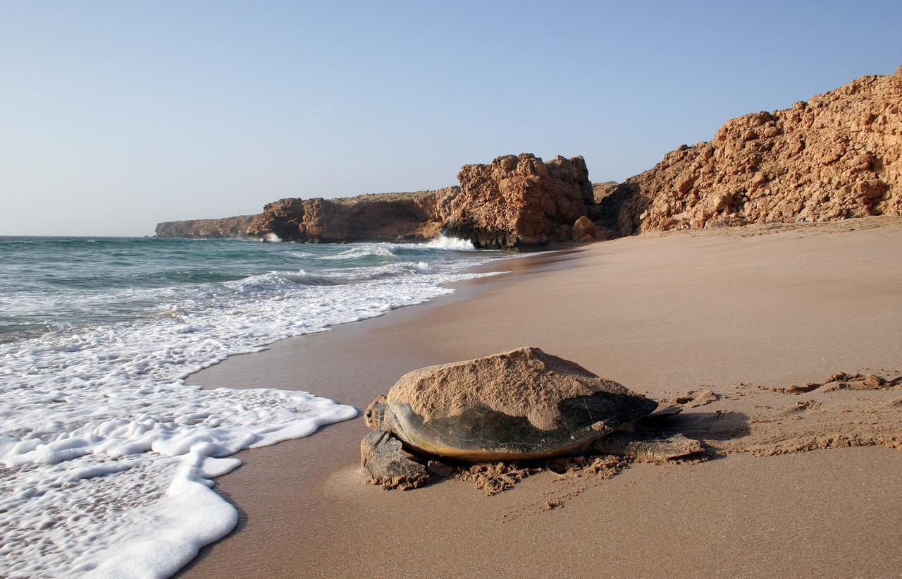 Ras Al Jinz Turtle Reserve Al Hadd Εξωτερικό φωτογραφία